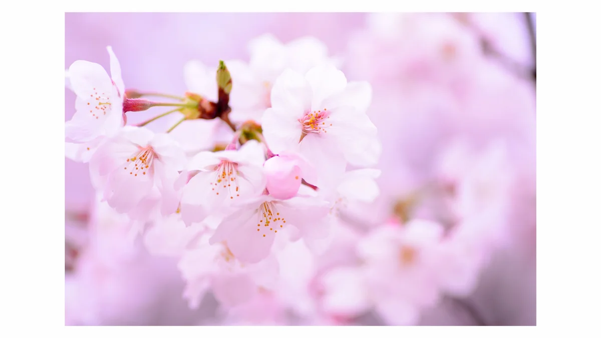 花見・春の自然体験|4月の季節行事のねらい