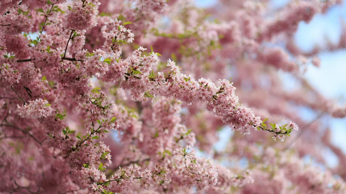 4月はどんな保育行事がある?