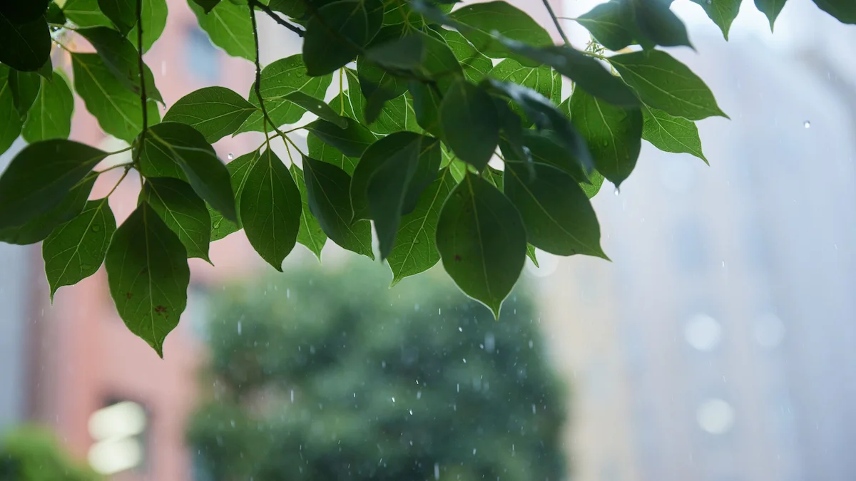 梅雨の自然体験｜6月の季節行事のねらい